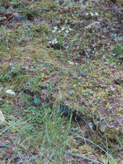 Perideridia gairdneri