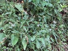 Persicaria jucunda