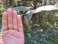 Endlicheria paniculata
