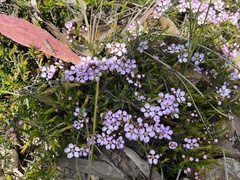 Euryomyrtus ramosissima