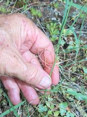 Perideridia gairdneri