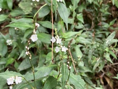 Persicaria jucunda