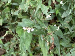 Persicaria jucunda