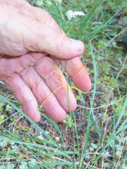 Perideridia gairdneri