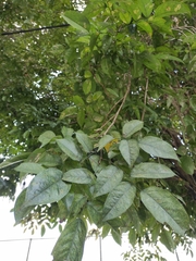 Pterocarpus indicus
