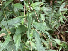Persicaria jucunda