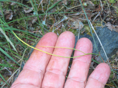 Perideridia gairdneri