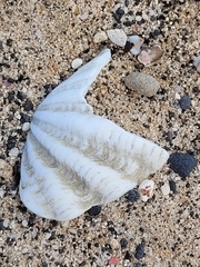 Tridacninae