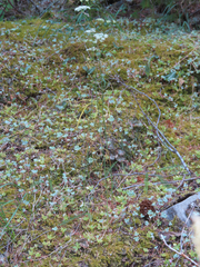 Perideridia gairdneri