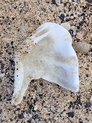 Tridacninae