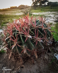 Ferocactus latispinus