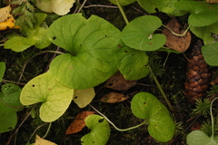 Viola epipsila