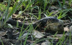 Coluber constrictor priapus