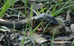 Coluber constrictor priapus