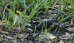 Coluber constrictor priapus