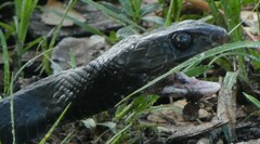 Coluber constrictor priapus