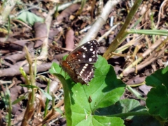 Anthanassa texana texana