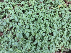 Lecanthus peduncularis