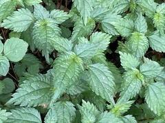 Lecanthus peduncularis