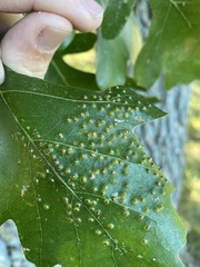 Neuroterus saltarius