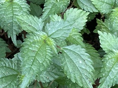 Lecanthus peduncularis