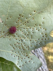 Neuroterus saltarius
