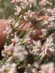 Eriogonum baileyi