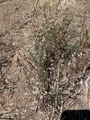 Eriogonum baileyi
