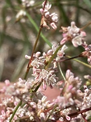 Eriogonum baileyi