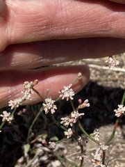 Eriogonum baileyi