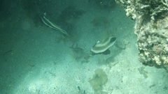 Heniochus chrysostomus