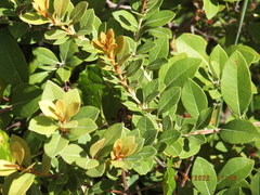 Lyonia fruticosa