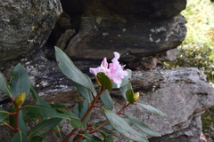 Rhododendron minus