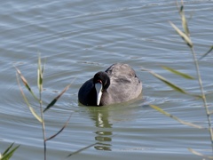 Fulica cristata