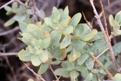 Atriplex confertifolia