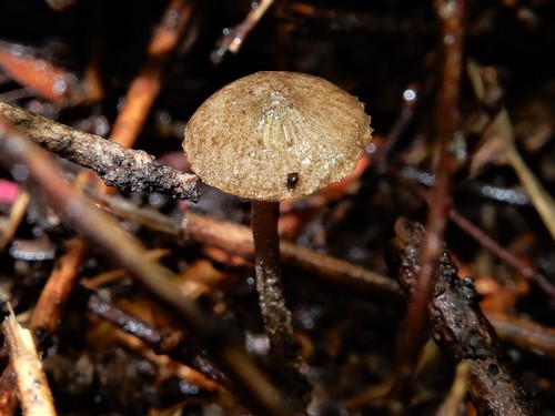 Flammulaster pulveraceus image