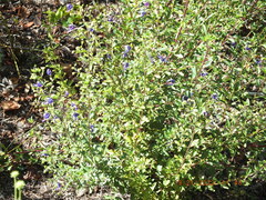 Trichostema suffrutescens