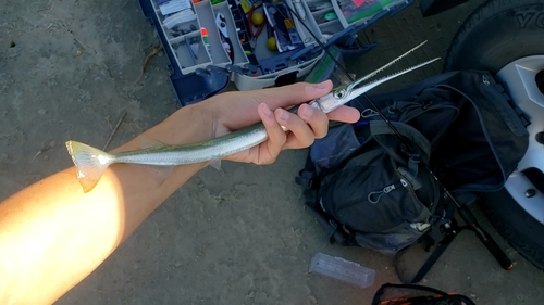 Atlantic Needlefish