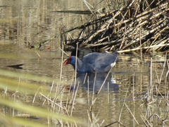 Porphyrio porphyrio