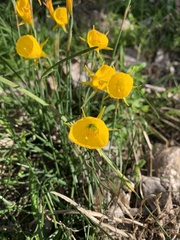 Narcissus bulbocodium