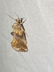 Plusiodonta compressipalpis