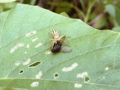 Telamonia caprina
