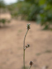 Froelichia floridana