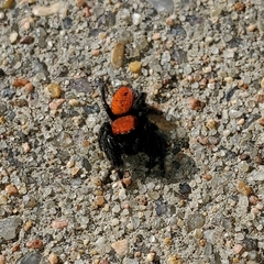 Phidippus cardinalis