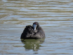 Fulica cristata