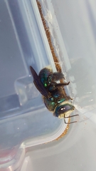 Xylocopa bombylans
