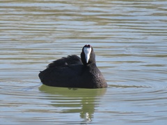 Fulica cristata