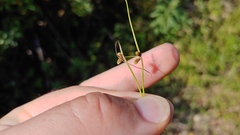 Cyperus subsquarrosus