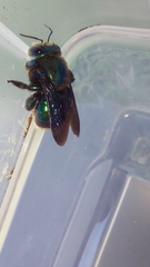 Xylocopa bombylans