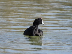 Fulica cristata